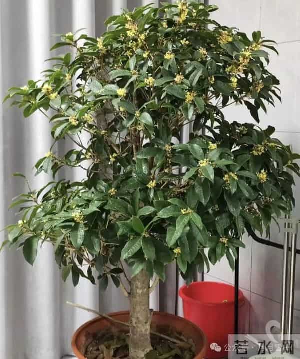 公认 “最旺家” 的 4 种盆栽,新手也可以养爆,开花就带好寓意