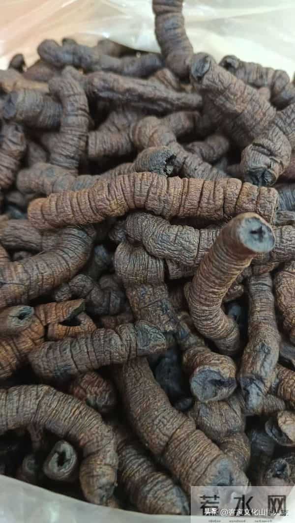 巴戟天客家话又叫鸡肠风，听阿爸来介绍一下！