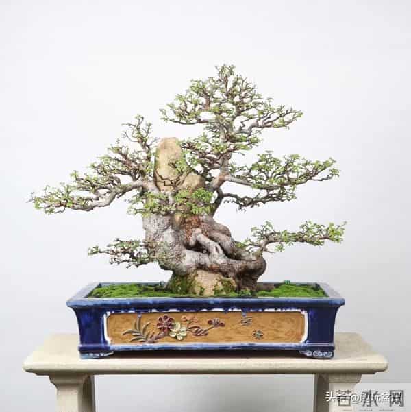 一枝一世界:带你读懂盆景里的“单枝成景”。