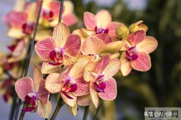 你家孩子也太旺了吧！喜鹊报喜+紫气东来，前程财运全拿捏。