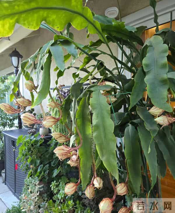 女子养5年的“昙花结果了”，犹如红宝石：晶莹剔透好美！