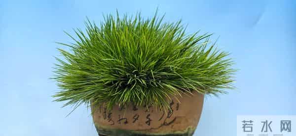 1432：种植者的朝气与兰花生息相关