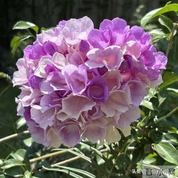 分享图片～鲜艳夺目，五光十色的蒜香藤《上汽》