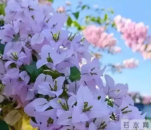 冬季三角梅别乱剪！这4个耐寒品种，剪早了错过整季花