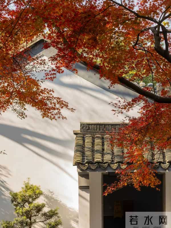 种树一定要种对位置！种错位置，后悔一辈子！