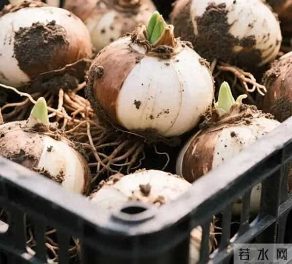 朱顶红种球越养越小？避开5个误区，种球饱满开花旺