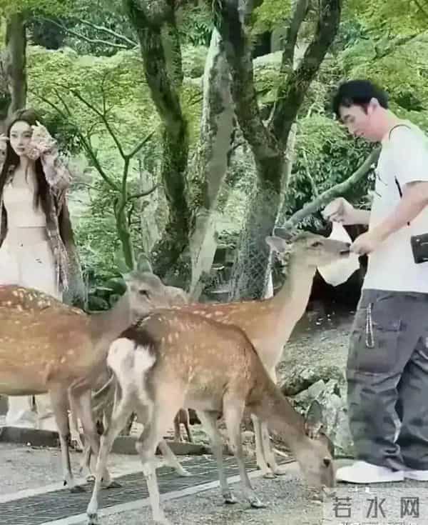 王思聪带着懒懒去喂鹿，懒懒真的好漂亮，但是少了点活力同框温馨