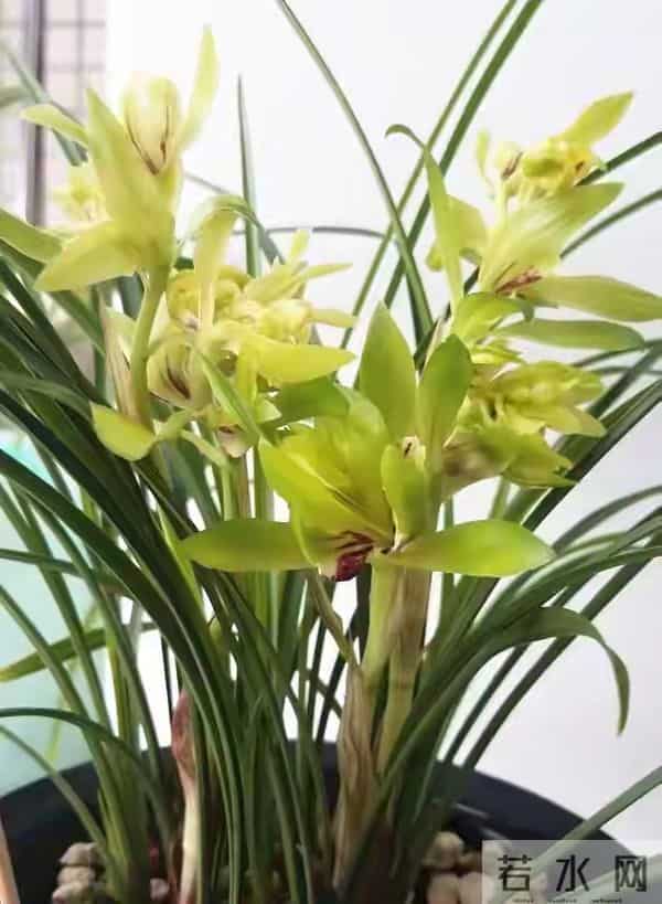 它是兰花“五大家族”之首,身世坎坷,过年时候,家里香气四溢