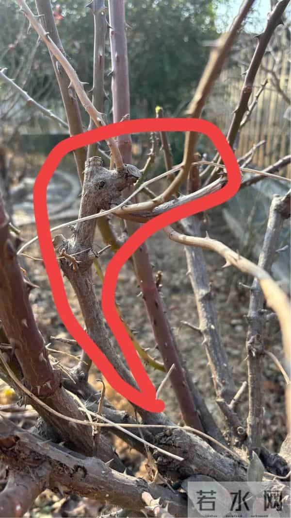 树状月季冬季这样剪，来年开出一树花