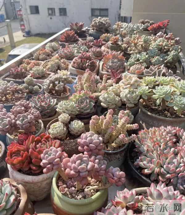 冬天搬到家的多肉，浇1次水，能顶1个月，甚至不浇水都行！