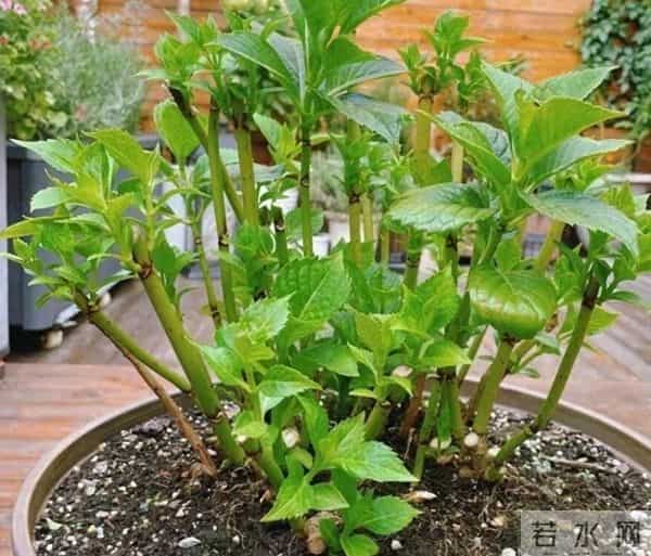 12月养花别乱浇水！这5种花草一浇就烂根，赶紧断水保命