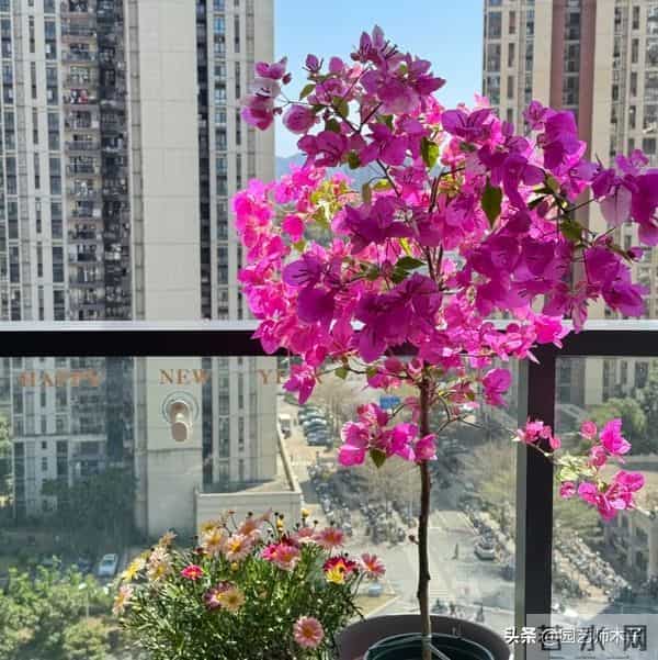 冬季三角梅掉花又浅色？暖气房做好 3 点，花苞艳压室外，新手也会