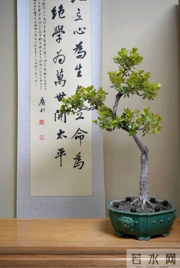 黄杨盆景：3种常见品种，哪种好养一看就懂！