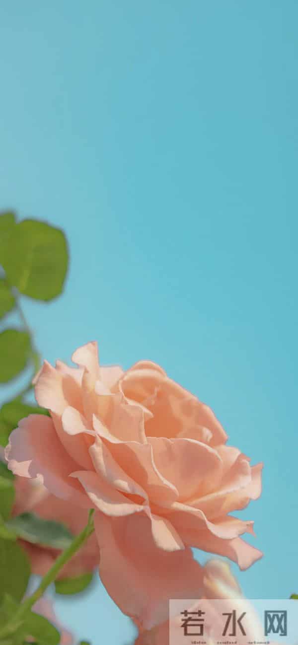 手机壁纸｜一路生花