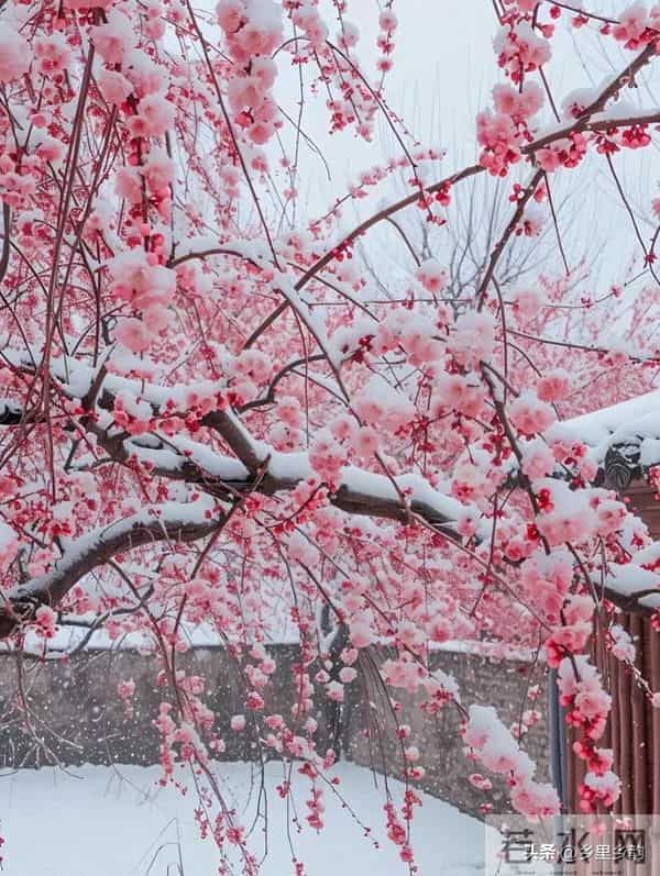如何让你的庭院在冬天也能欣赏到绝美的景色,非这三种树莫属