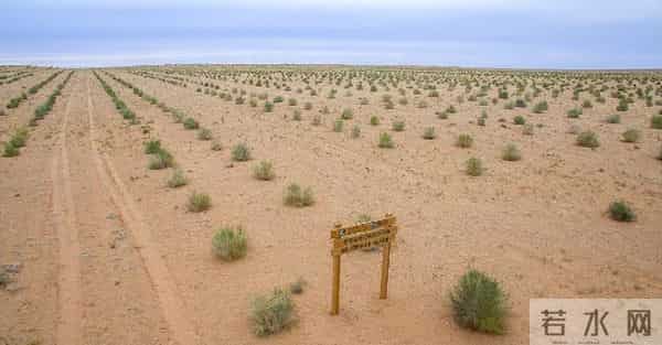 马云斥巨资在沙漠里种树,承诺每年1亿棵,9年过去了,树怎样了