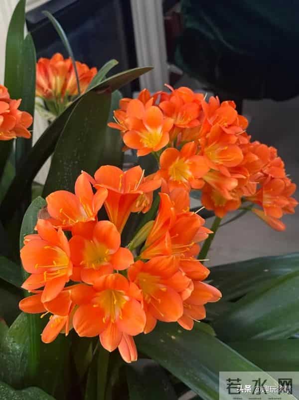 君子兰过冬有 “4 怕”！做错一件，叶子烂光只剩空盆。