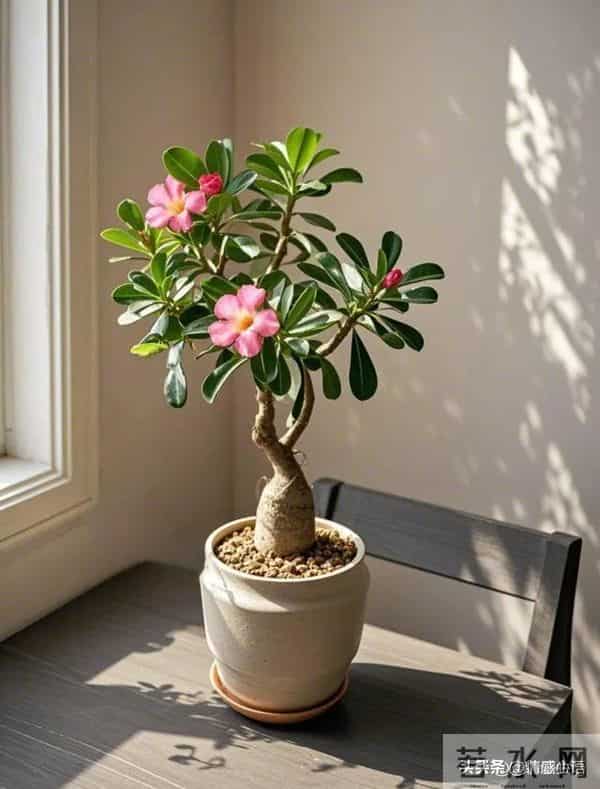 天冷了，10种花要“干养”，水多易冻伤，水少根更壮