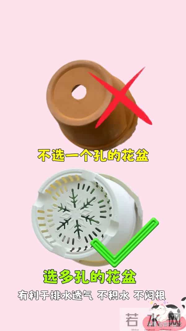 三角梅换盆只要选对时间、盆型，换完马上爆花