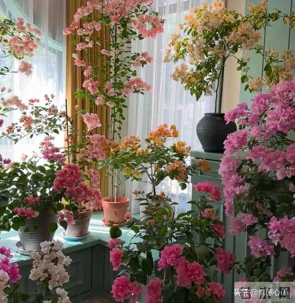 这5种花不要“换大盆”，小盆“憋着养”，疯狂冒花苞