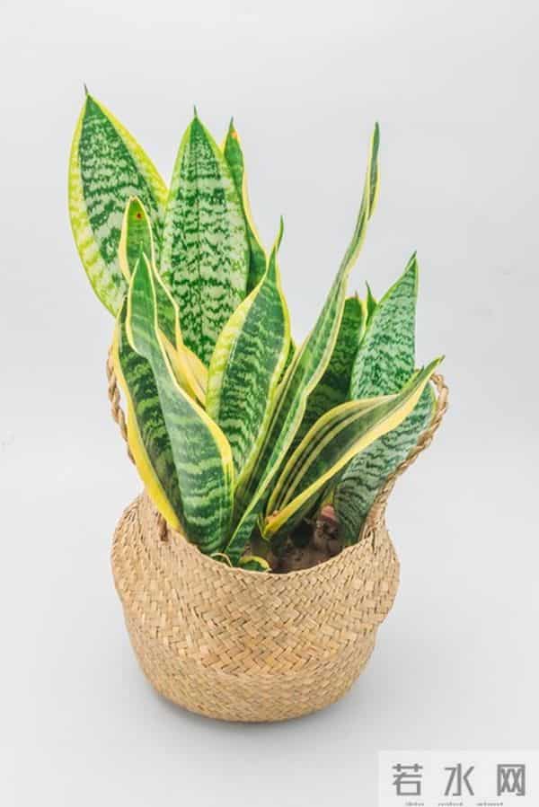 虎皮兰配土：记住“透气不烂根”，新手也能养得旺