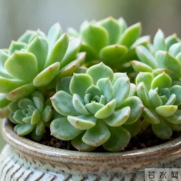 多肉养成果冻糖，靠4个反常识操作！第3个90%的人做反了