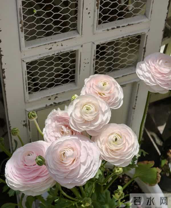 江苏一姐姐，盆栽“洋牡丹太美了”仙气十足：好靓！如何养爆？
