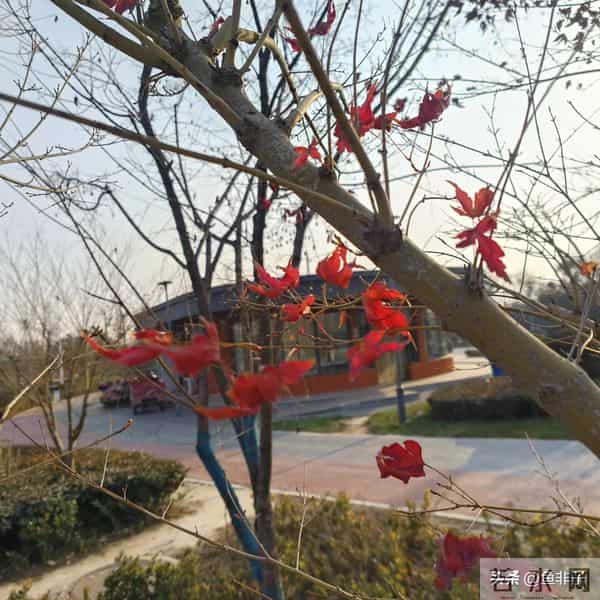 抖音陕西知名主播