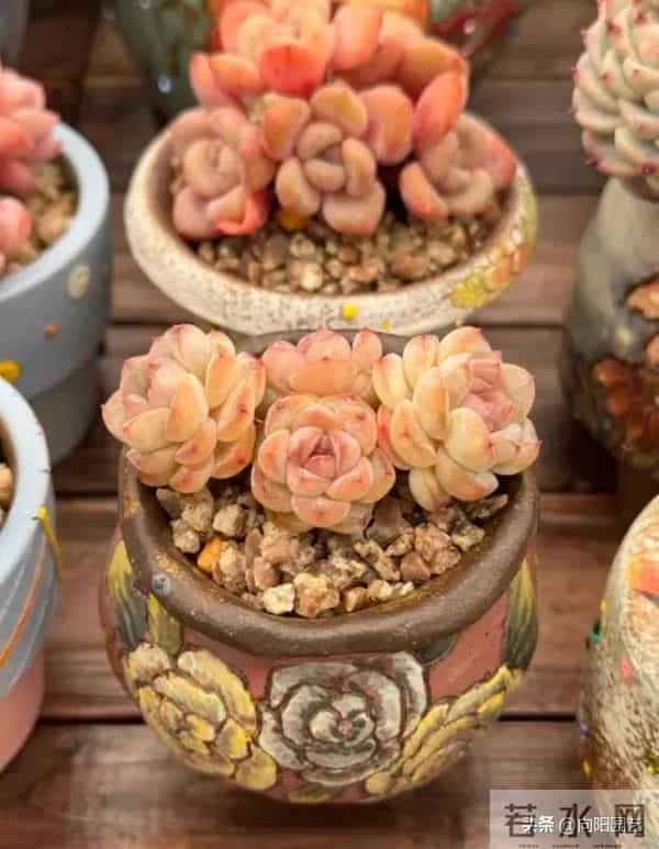 昆明的冬季,多肉状态拉满,超级漂亮,比补光灯养的还好!