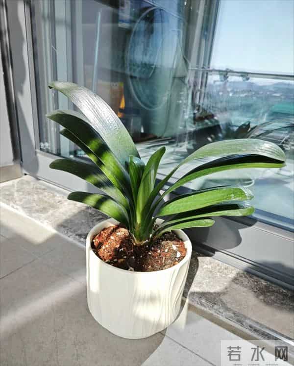 君子兰已被拉入黑名单，原因有4个，花友们别再养了