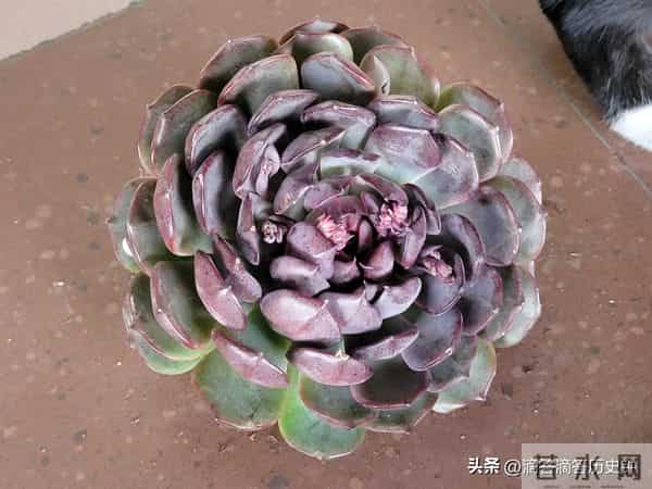 又到一箱多肉，先记录一下名字