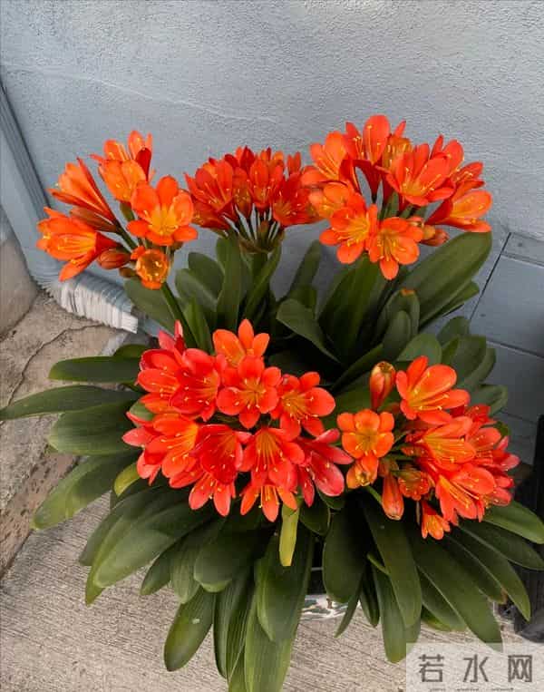 君子兰已被拉入黑名单，原因有4个，花友们别再养了