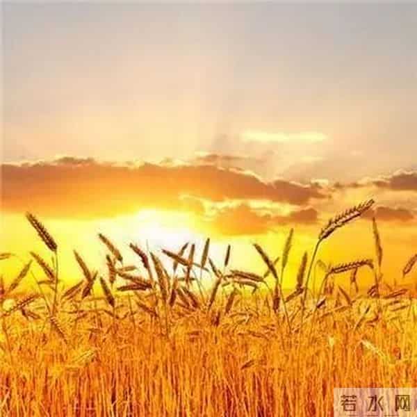 旺自己的微信头像