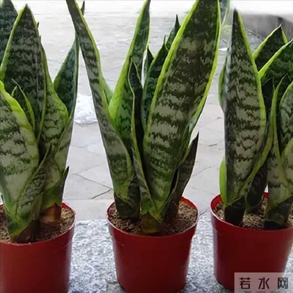 紧急提醒！这10种花冬天赶紧断水，多浇一瓢水就烂根，能要了命！