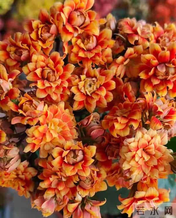 长寿花又出新品种，花比拇指还大，华丽似牡丹，一年开三季