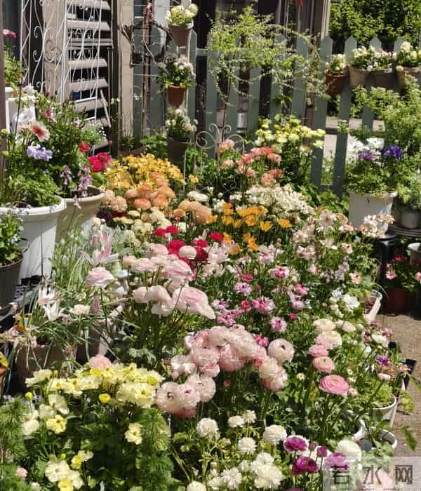 江苏一姐姐，盆栽“洋牡丹太美了”仙气十足：好靓！如何养爆？