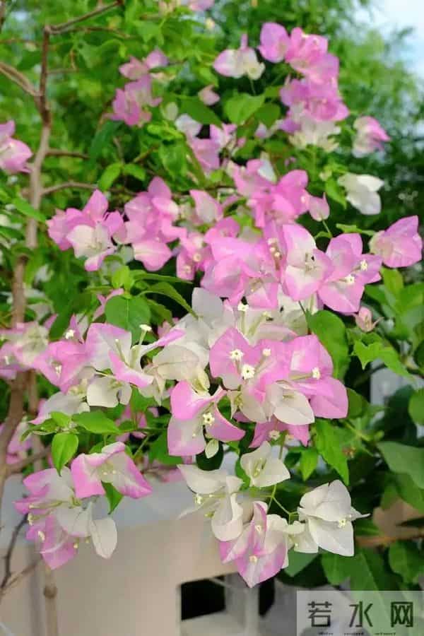 十种容易爆花的三角梅“老枝开花”品种，一开就爆盆