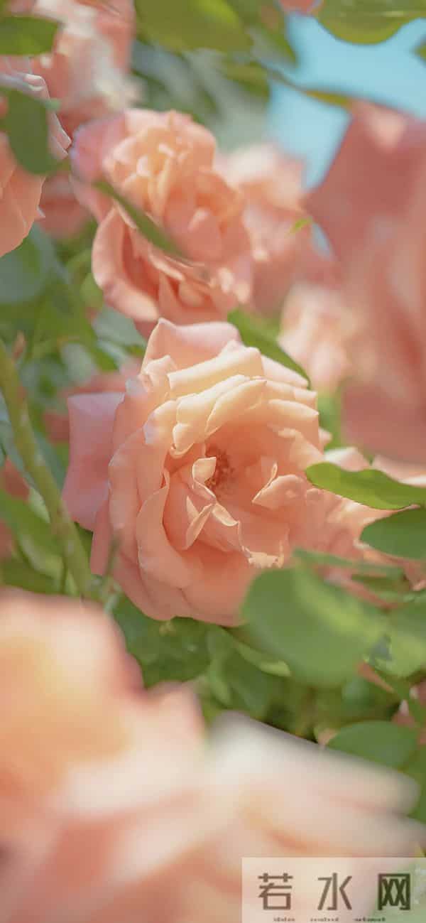 手机壁纸｜一路生花