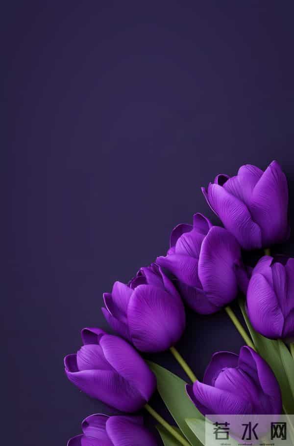 紫色郁金香 壁纸