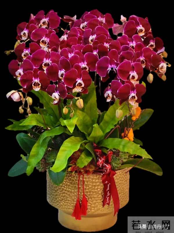 高贵不贵，幻影蝴蝶兰