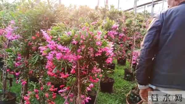 蟹爪兰有5个＂小脾气＂，顺着它。春节开满＂红灯笼＂超喜人！