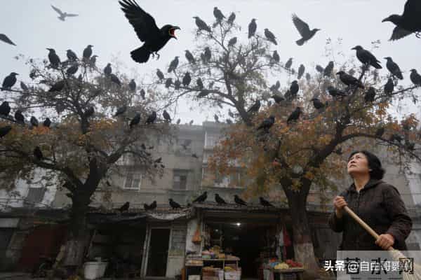 老人念叨的忌讳：这3种鸟进家门，真得注意吗？我40岁那年遇上了