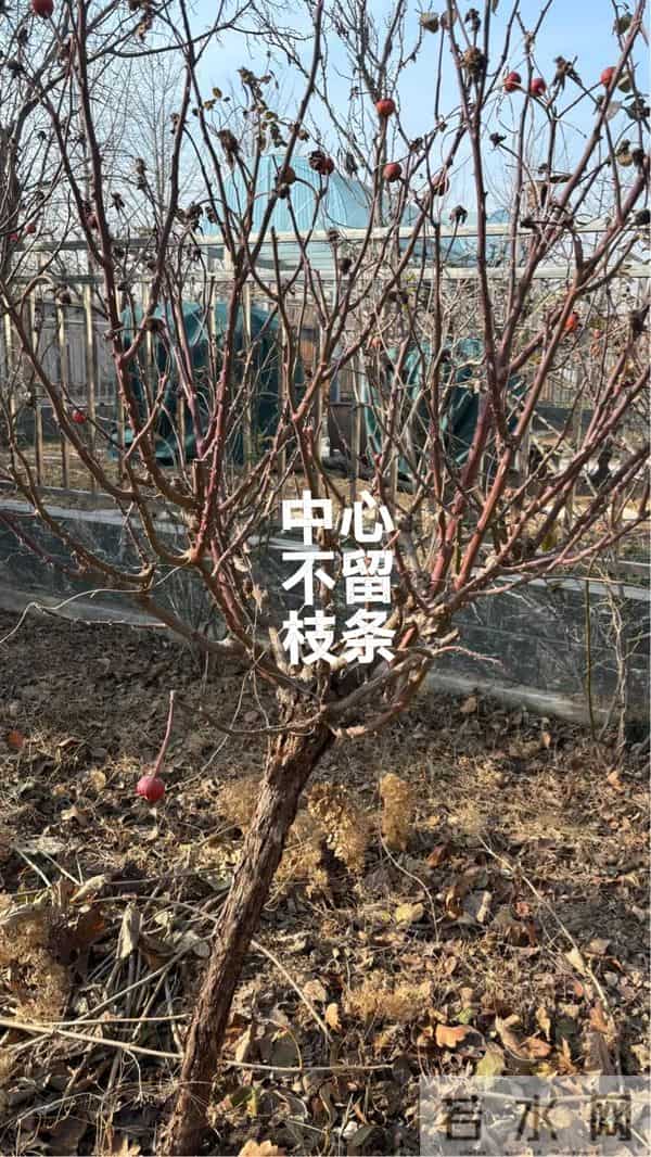 树状月季冬季这样剪，来年开出一树花