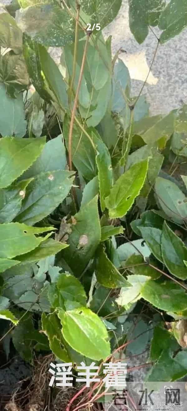 悲情的台湾老兵大陆探亲行（六）（原创）