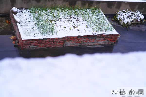 河南淮滨：凌晨飘下第二场雪花儿