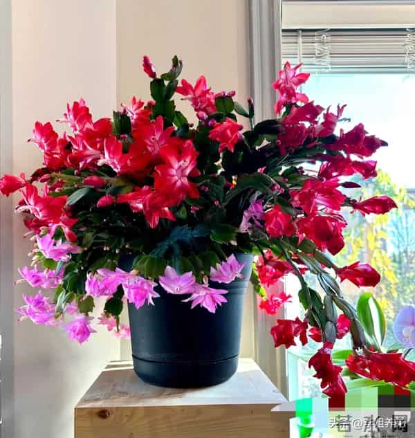 蟹爪兰有5个＂小脾气＂，顺着它。春节开满＂红灯笼＂超喜人！