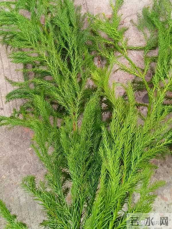 20种花店常见花材图片分享，有你喜欢的吗？