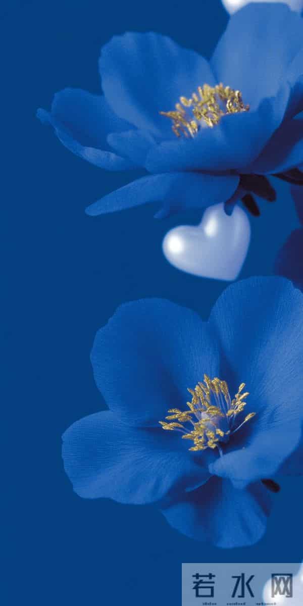 蓝 色 郁 金 香 高 清 壁 纸