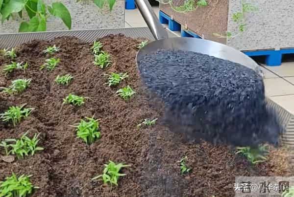 被遗忘的宝藏，草木灰的五大妙用