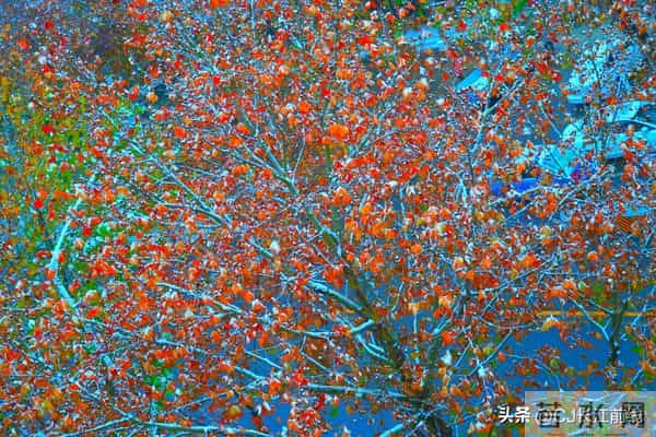 河南淮滨：凌晨飘下第二场雪花儿